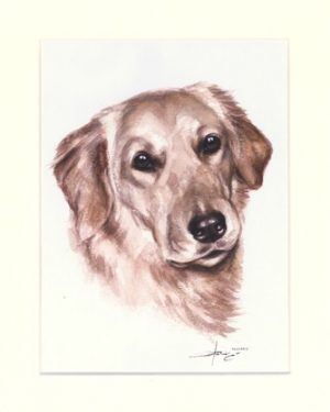 Golden Retriever 06