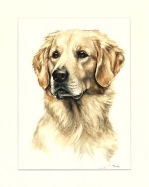 Golden Retriever 07