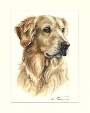 Golden Retriever 08