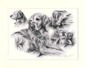 Golden Retriever 09