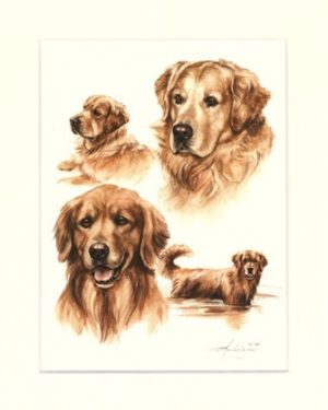 Golden Retriever 11