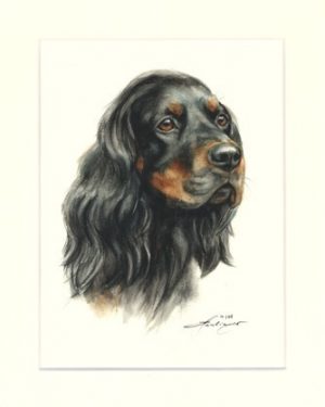 Gordon Setter 01