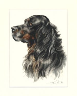 Gordon Setter 02