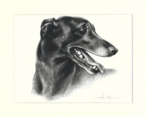 Greyhound 01