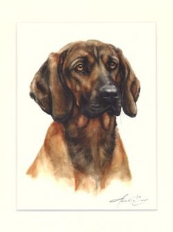Hannoveraner Schweisshund 01