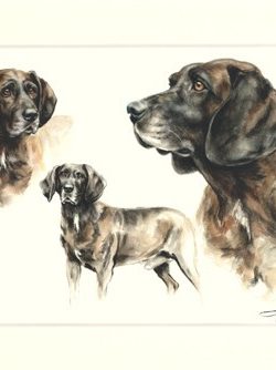 Hannoveraner Schweisshund 02