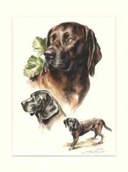 Hannoveraner Schweisshund 03