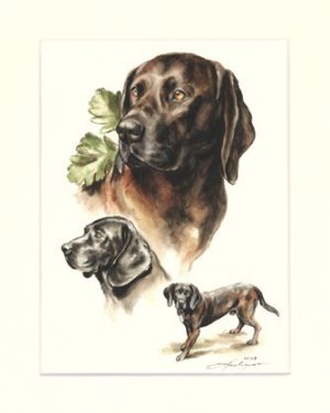 Hannoveraner Schweisshund 03
