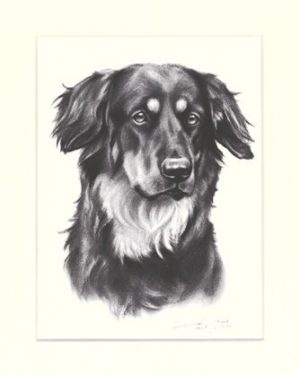 Hovawart 02