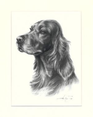 Irish Setter 01