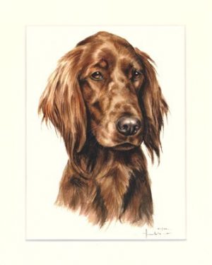 Irish Setter 02