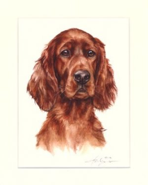 Irish Setter 03