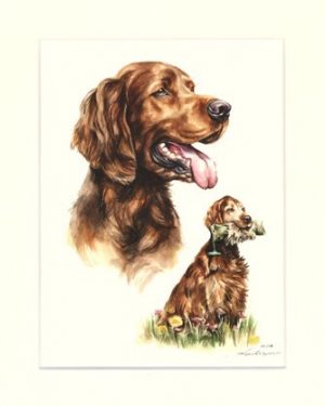 Irish Setter 04