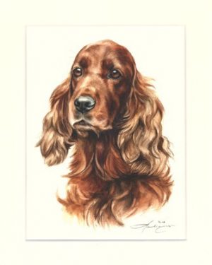 Irish Setter 05