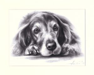 Irish Setter 06