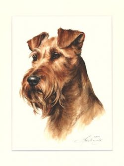 Irish Terrier 01