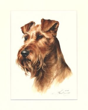 Irish Terrier 01