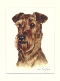Irish Terrier 02