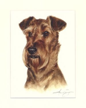 Irish Terrier 02