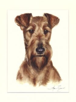 Irish Terrier 03