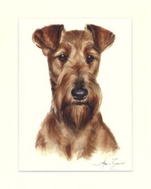 Irish Terrier 03