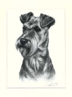 Irish Terrier 04
