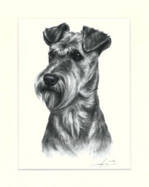 Irish Terrier 04