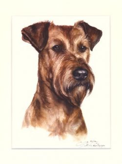 Irish Terrier 05