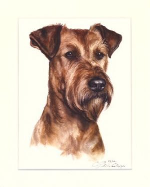 Irish Terrier 05