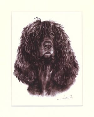 Irish Waterspaniel 01