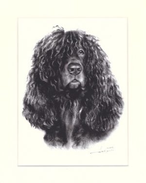 Irish Waterspaniel 01