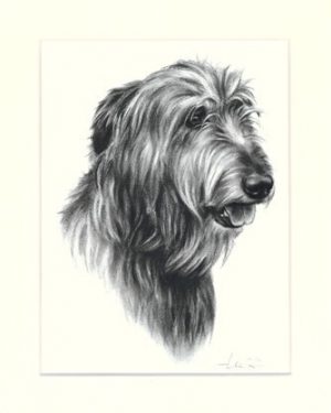 Irish Wolfhound 01