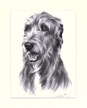 Irish Wolfhound 02