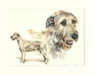 Irish Wolfhound 03