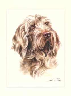 Italienischer Spinone 01