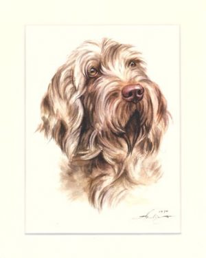 Italienischer Spinone 01