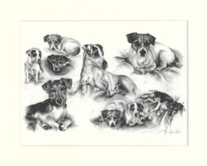 Jack Russell Terrier 01