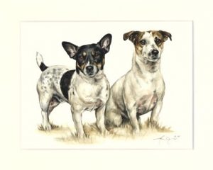Jack Russell Terrier 02