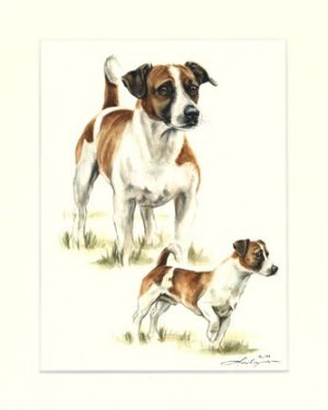 Jack Russell Terrier 03