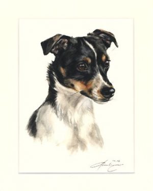 Jack Russell Terrier 04