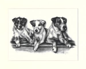 Jack Russell Terrier 05