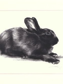 Kaninchen 01