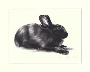 Kaninchen 01