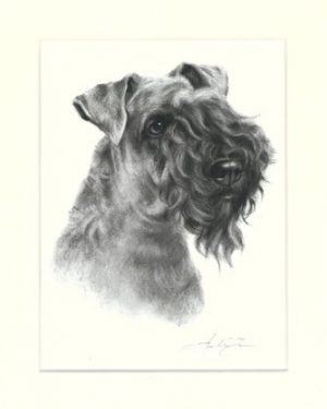 Kerry Blue Terrier 01