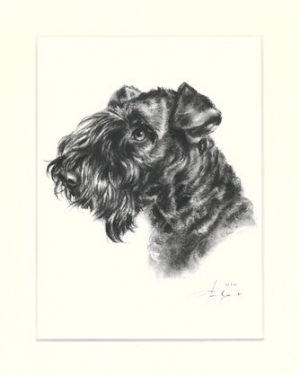 Kerry Blue Terrier 02