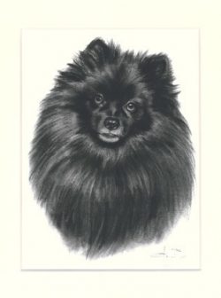 Kleinspitz 02
