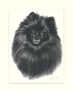 Kleinspitz 02