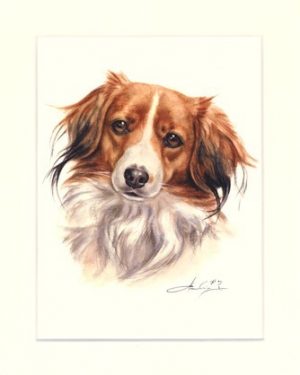 Kooikerhondje 01