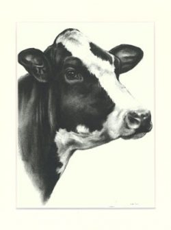 Kuh 01