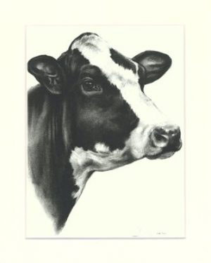 Kuh 01
